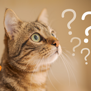 Co wiemy o kociej osobowości?