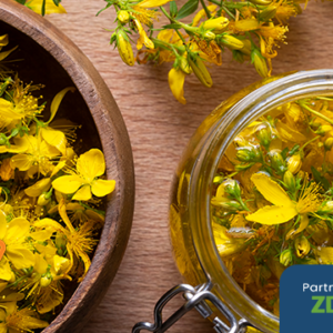 DZIURAWIEC – łąkowy chwast czy lek na depresję?