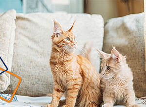 Międzykocie sympatie i antypatie