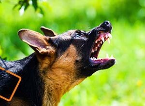 Agresja u psów – jak rozumieć, zapobiegać i bezpiecznie reagować